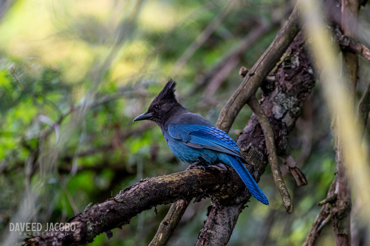 Steller's Jay - ML618360734