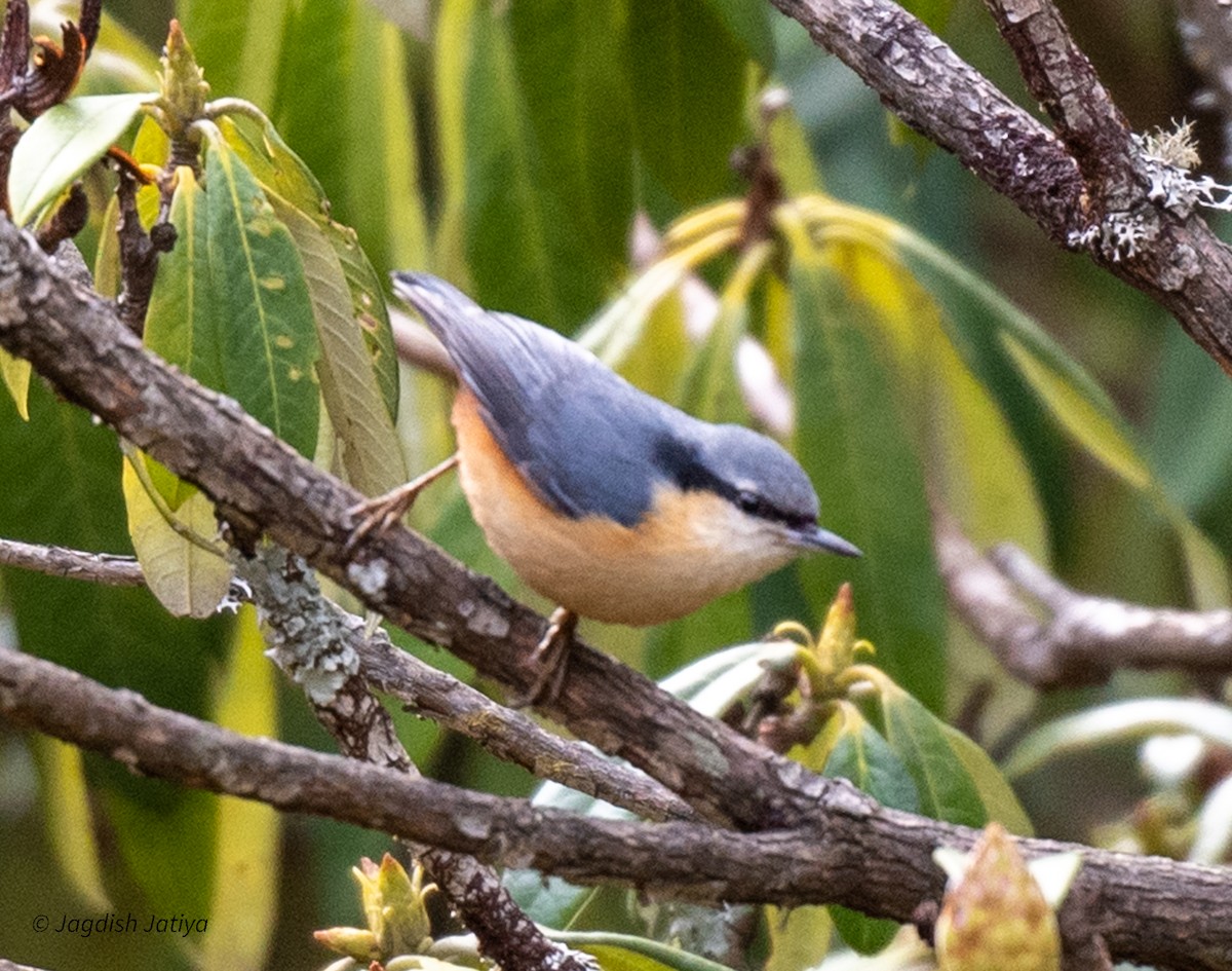 White-tailed Nuthatch - ML618360790