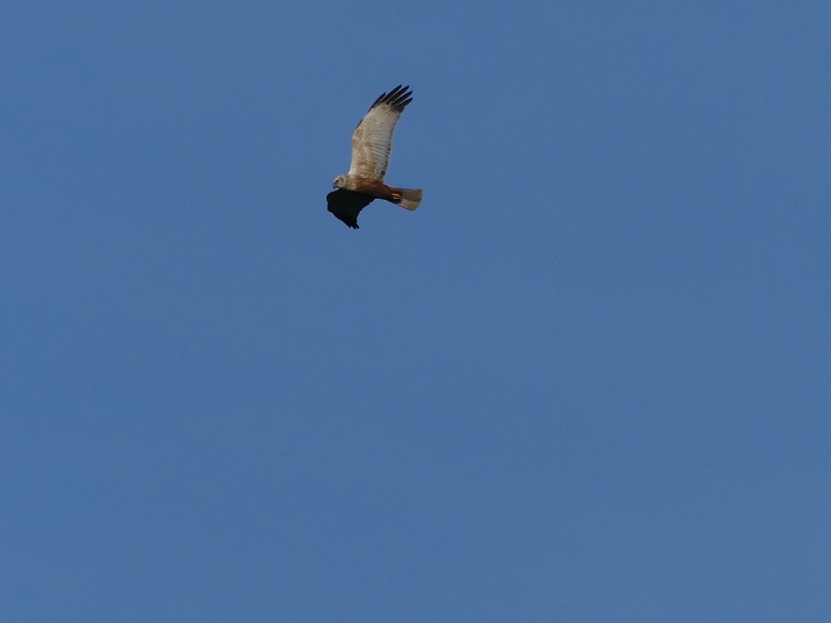 Western Marsh Harrier - Michael Pohler