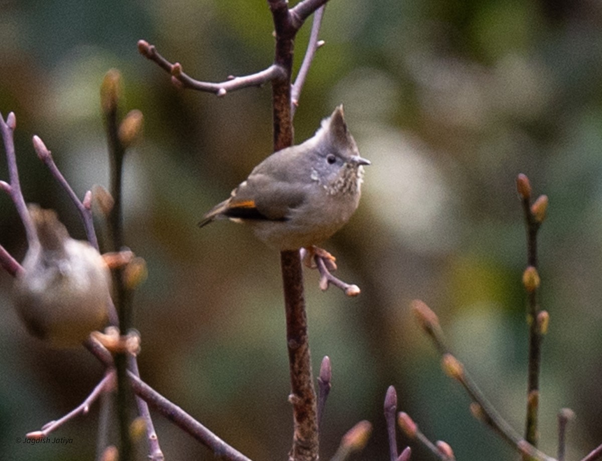 Stripe-throated Yuhina - Jagdish Jatiya