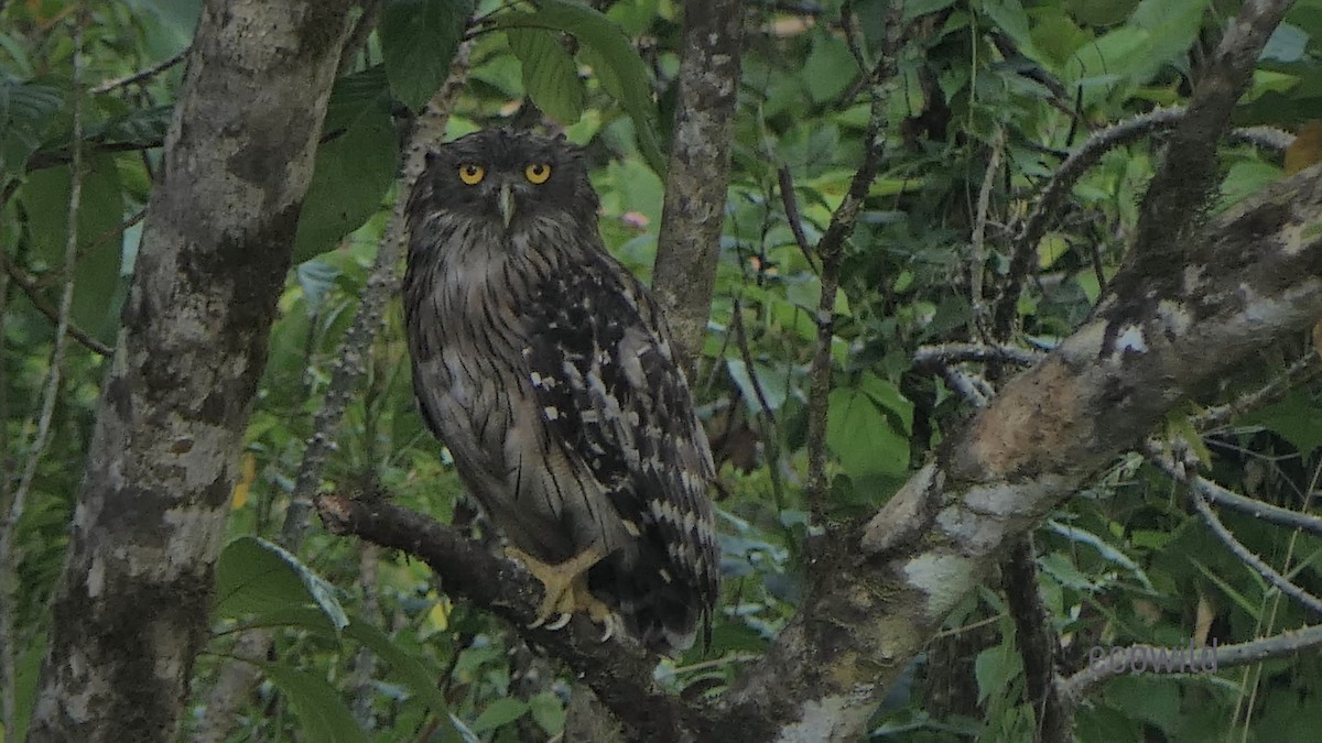 Brown Fish-Owl - ML618360838