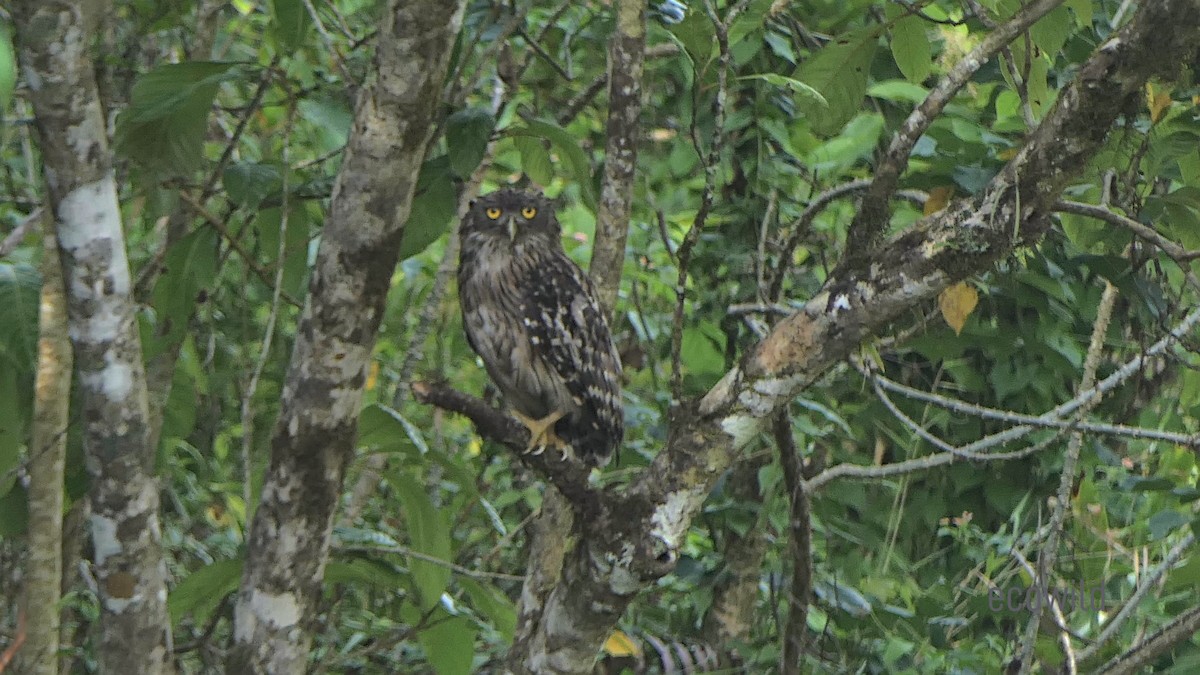 Brown Fish-Owl - ML618360839