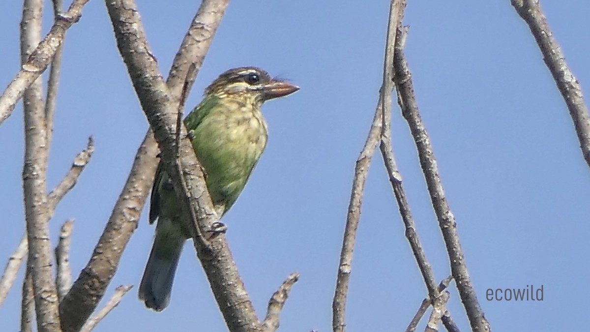 White-cheeked Barbet - ML618360852