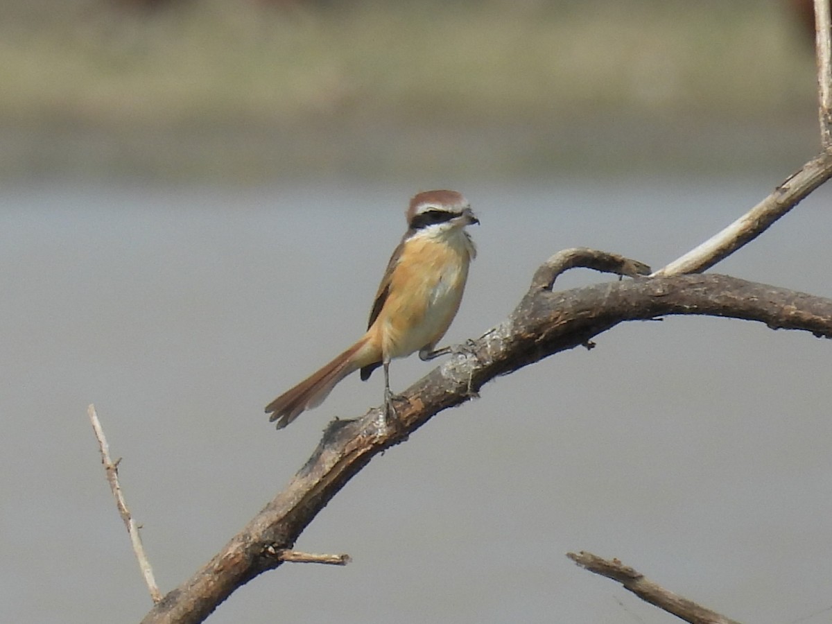 Brown Shrike - Shaun Green