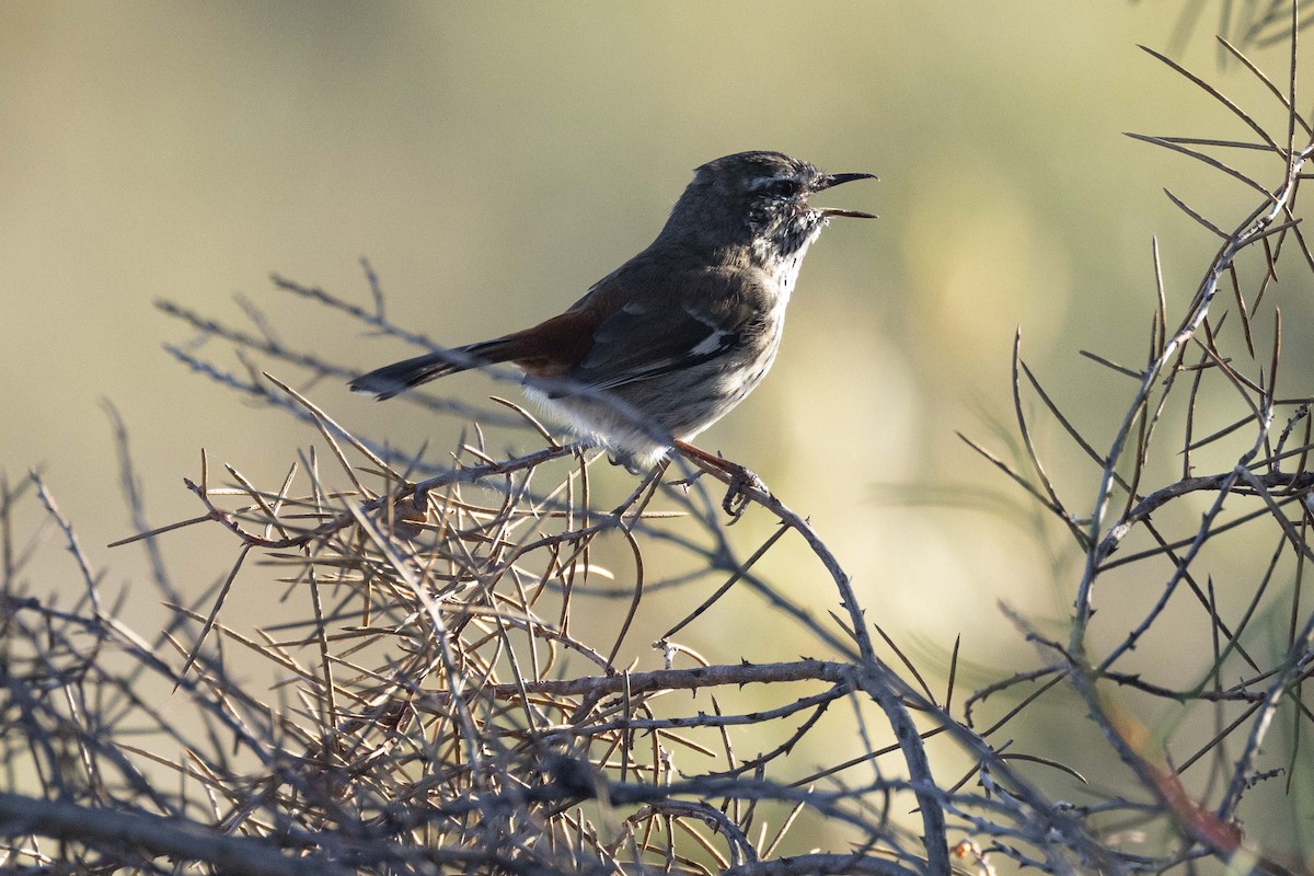 Shy Heathwren - ML618360868