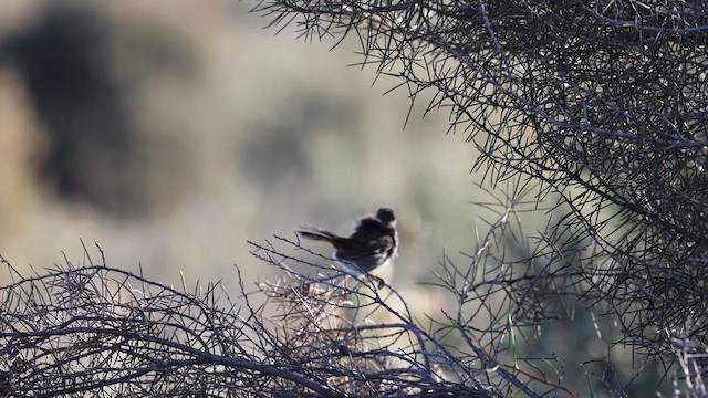 Shy Heathwren - ML618360871