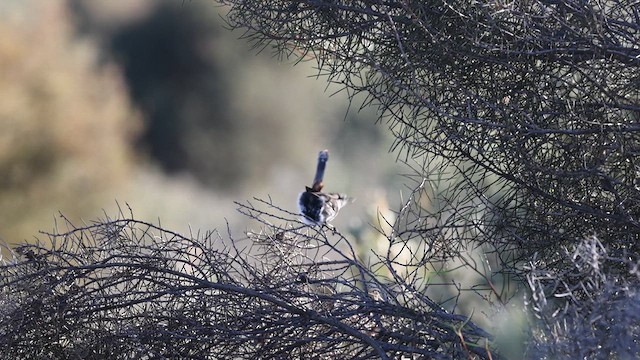 Shy Heathwren - ML618360873