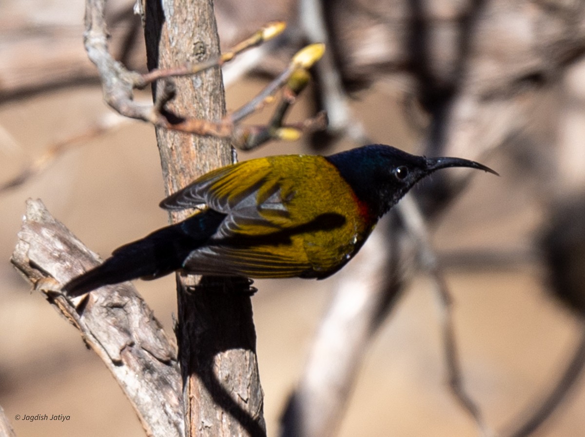 Green-tailed Sunbird - ML618360890