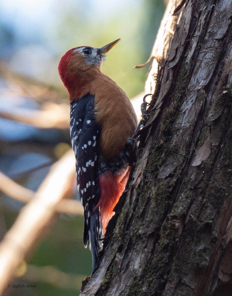 Rufous-bellied Woodpecker - Jagdish Jatiya