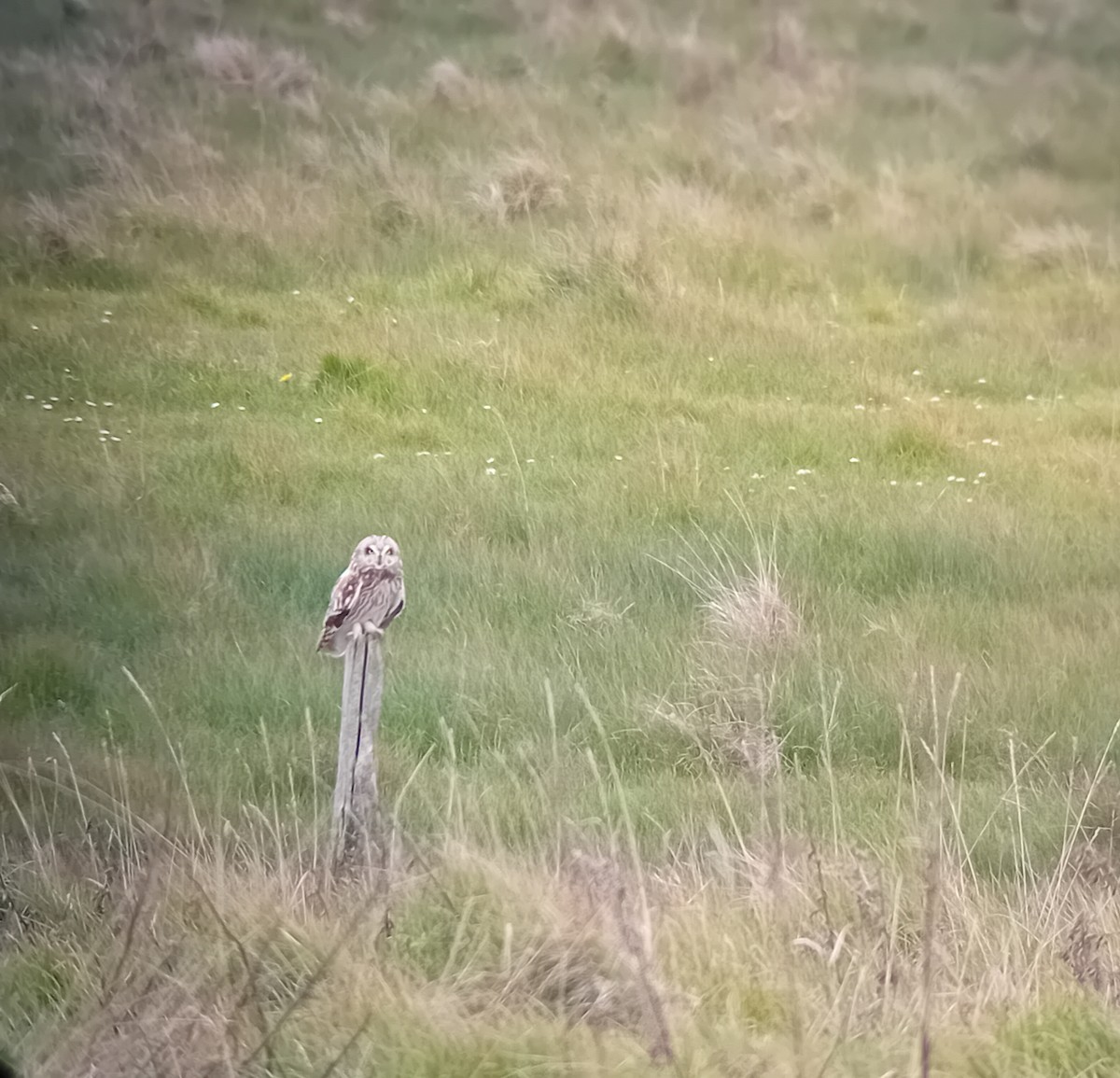 Short-eared Owl - Toby Sedgwick