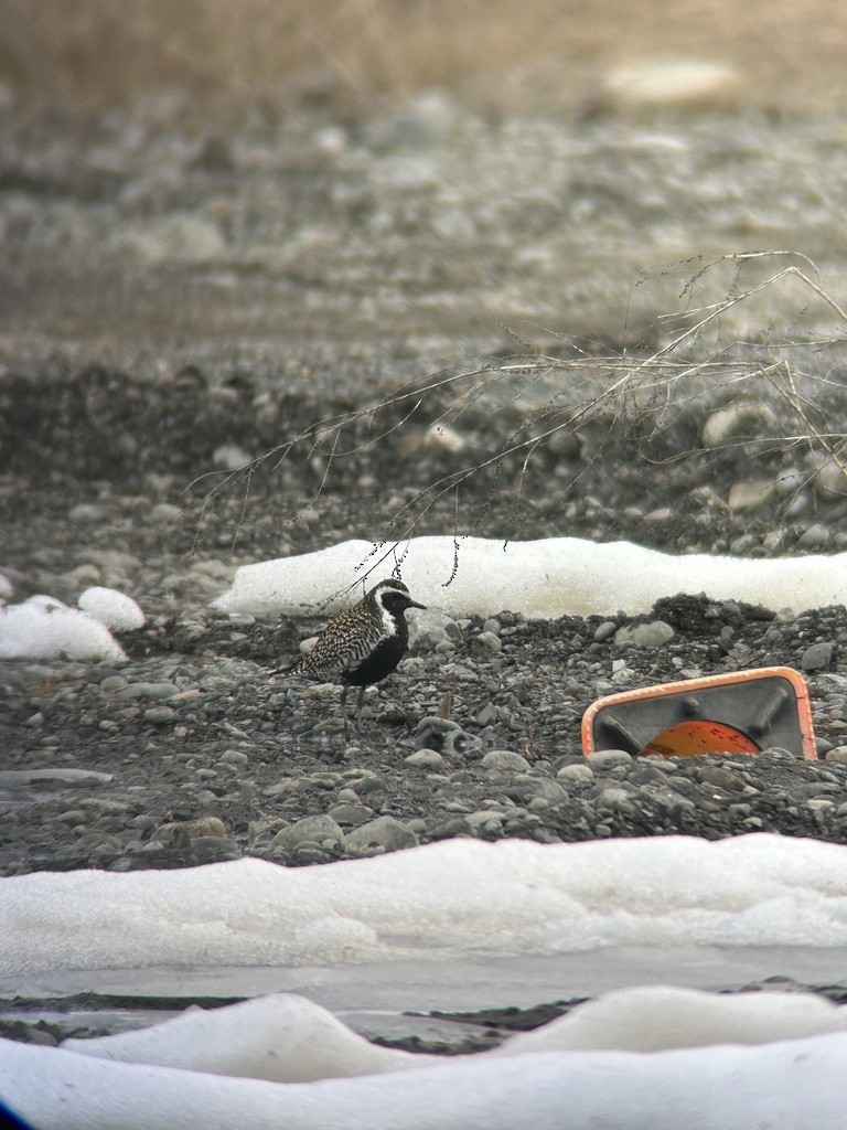 Pacific Golden-Plover - ML618360922