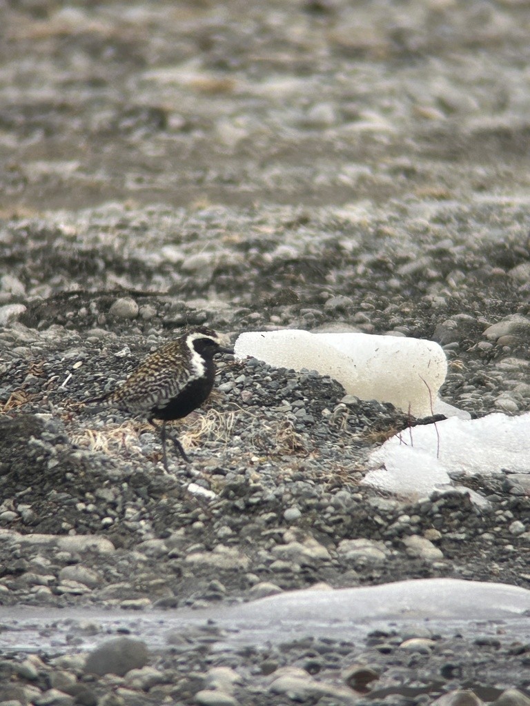 Pacific Golden-Plover - ML618360923