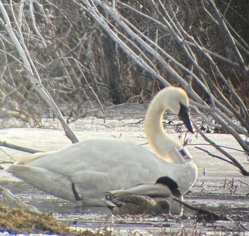 Trumpeter Swan - ML618360924