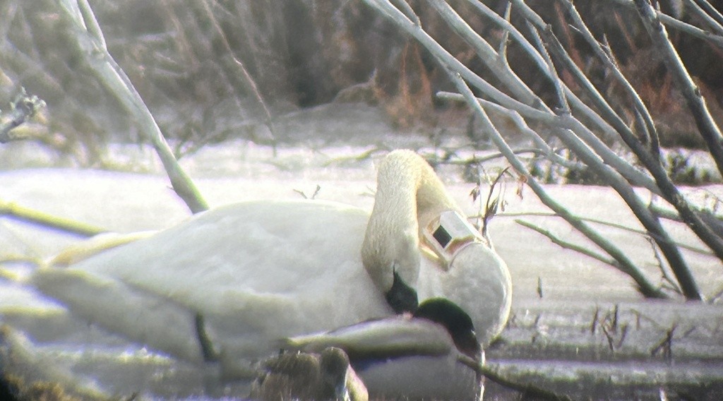 Trumpeter Swan - Sam Darmstadt