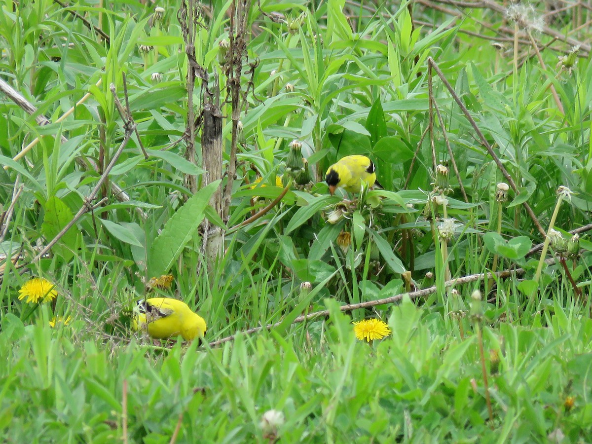 American Goldfinch - ML618360939