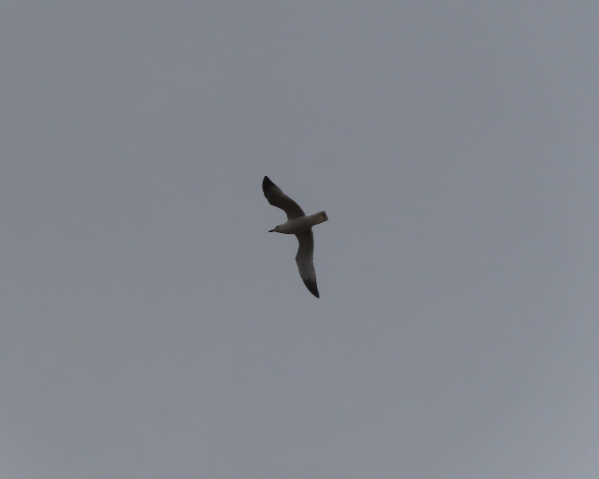 Ring-billed Gull - ML618360944