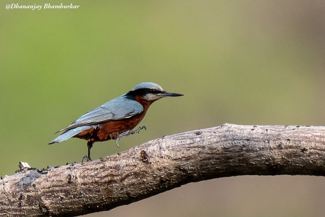 brhlík kaštanovobřichý - ML618360957