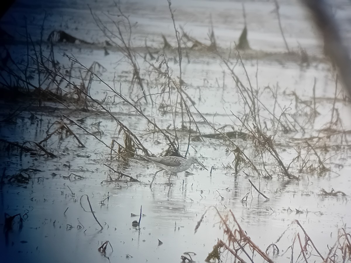 Common Greenshank - ML618360964