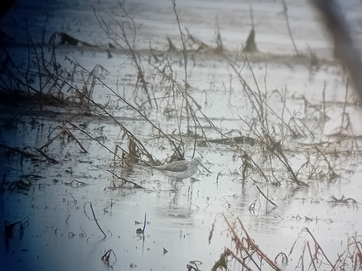 Common Greenshank - Toby Sedgwick