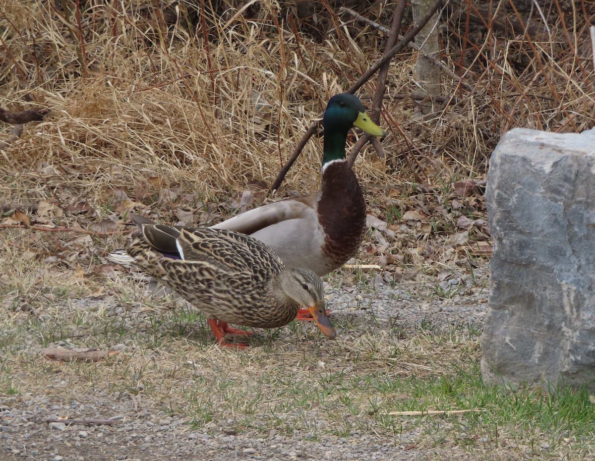 Mallard - Violet Kosack