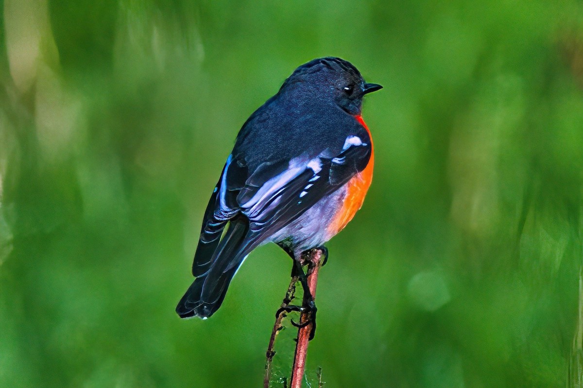 Flame Robin - Alfons  Lawen