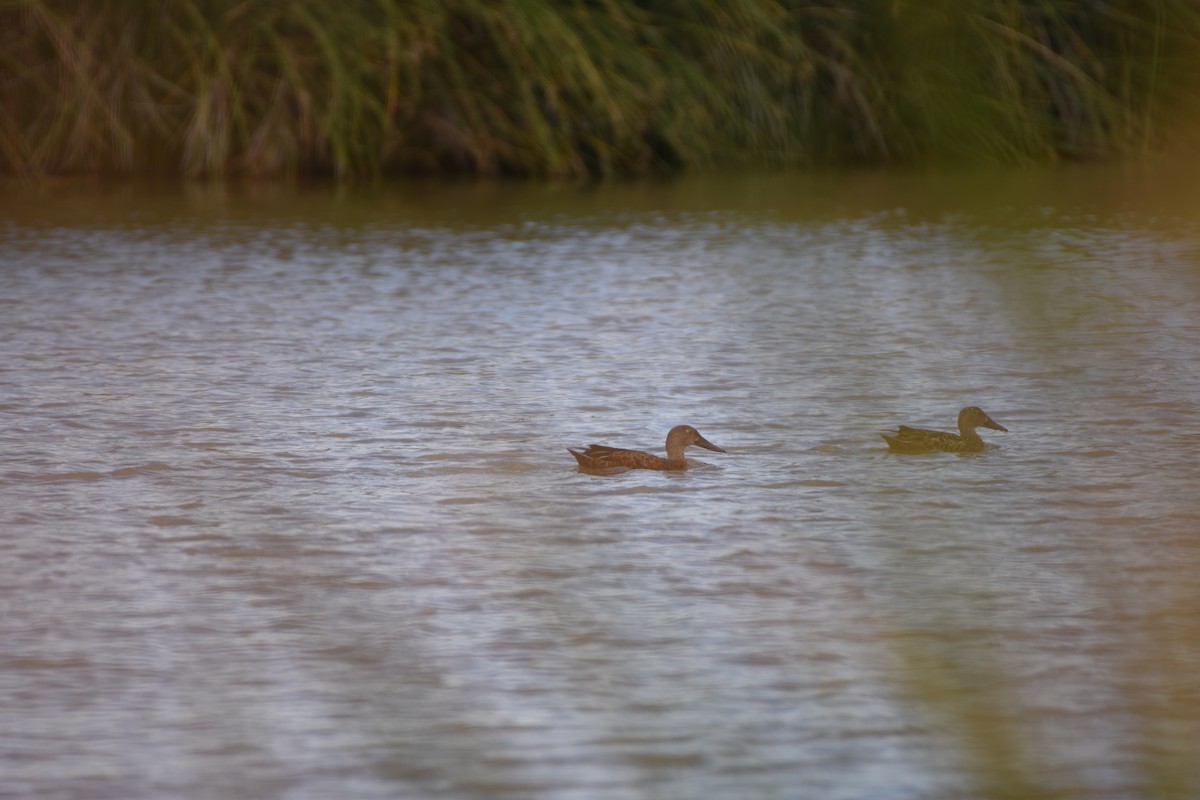 Australasian Shoveler - ML618361054