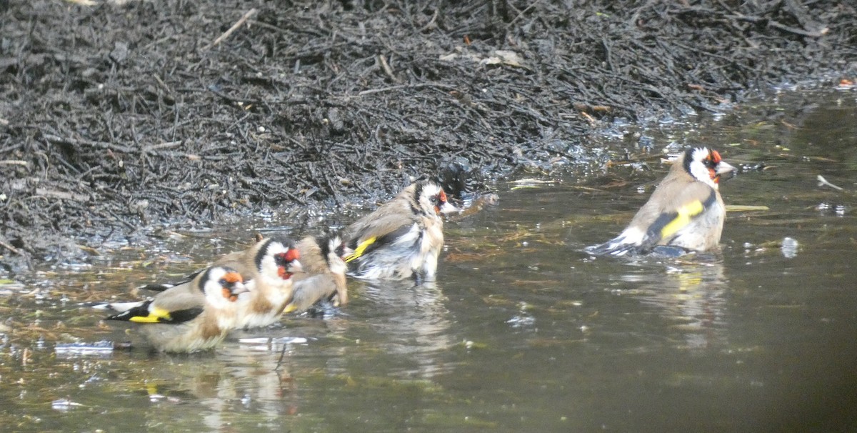 European Goldfinch - ML618361068