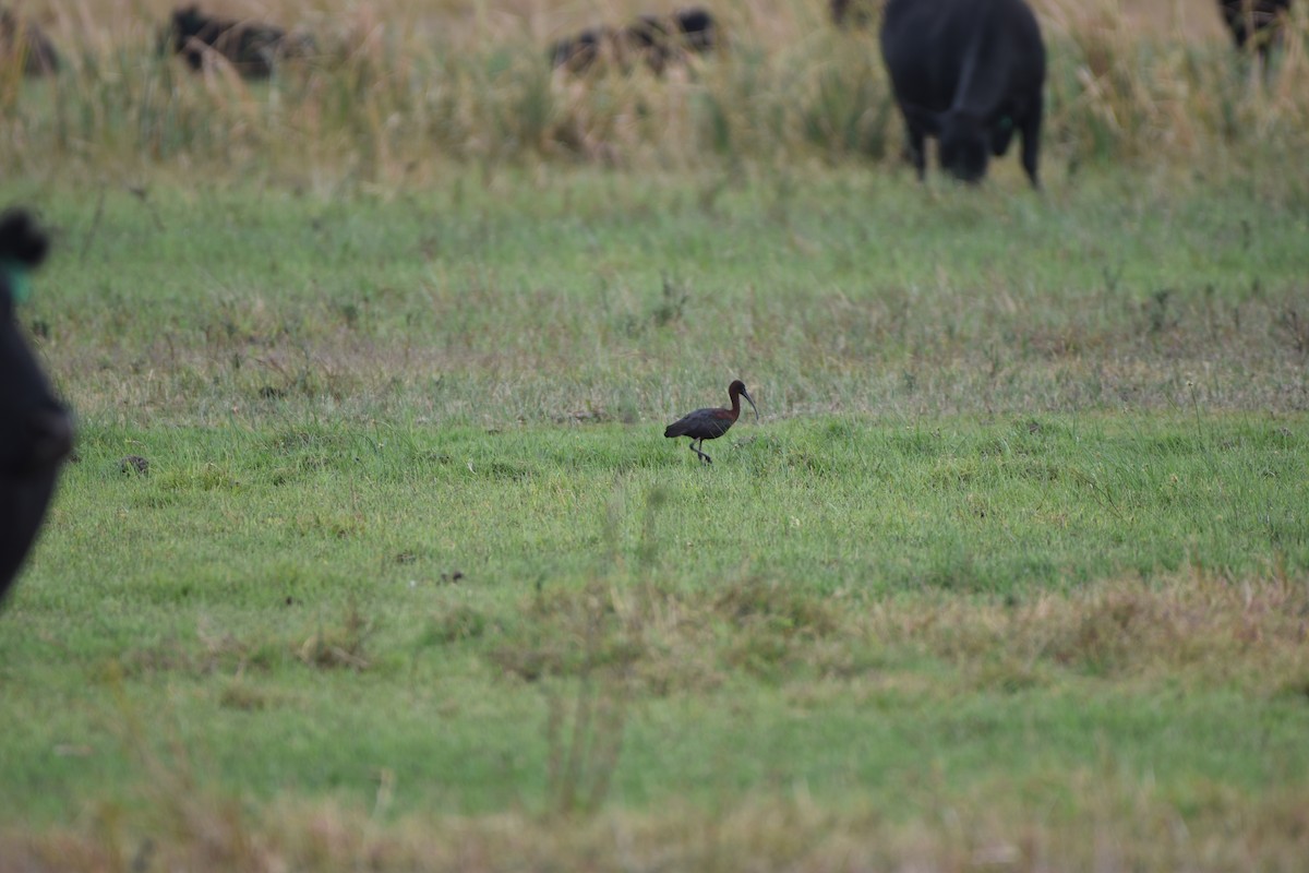 Glossy Ibis - ML618361090