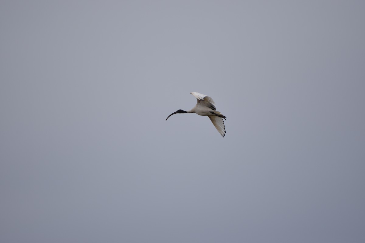 ibis australský - ML618361092