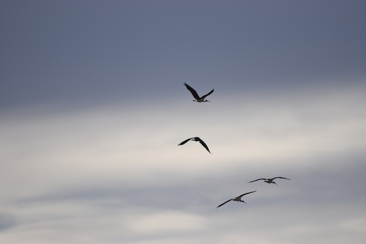 ibis slámokrký - ML618361098