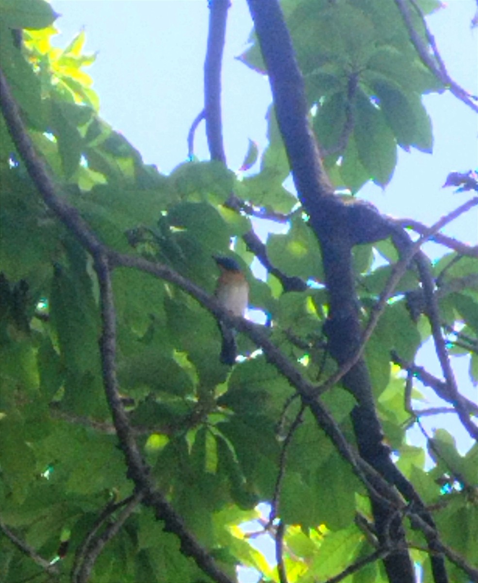 Tickell's Blue Flycatcher - ML618361101