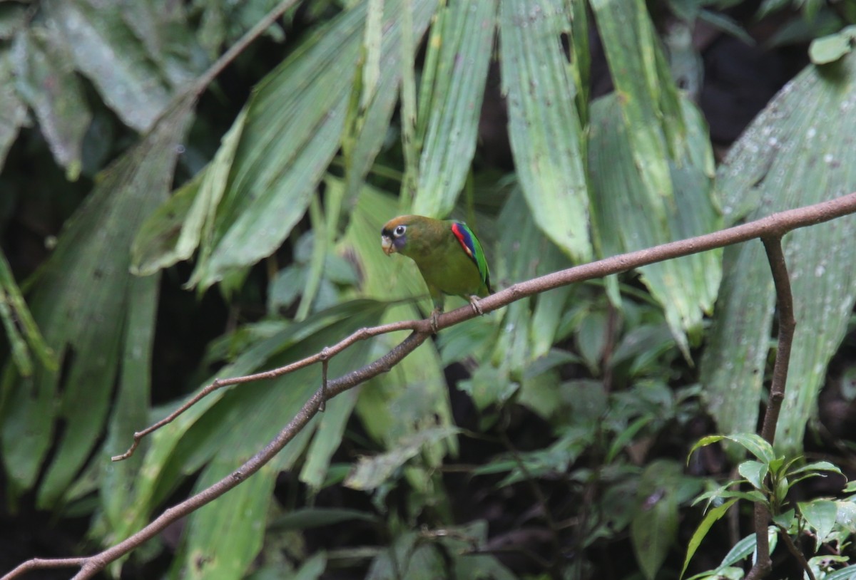 Scarlet-shouldered Parrotlet - ML618361137