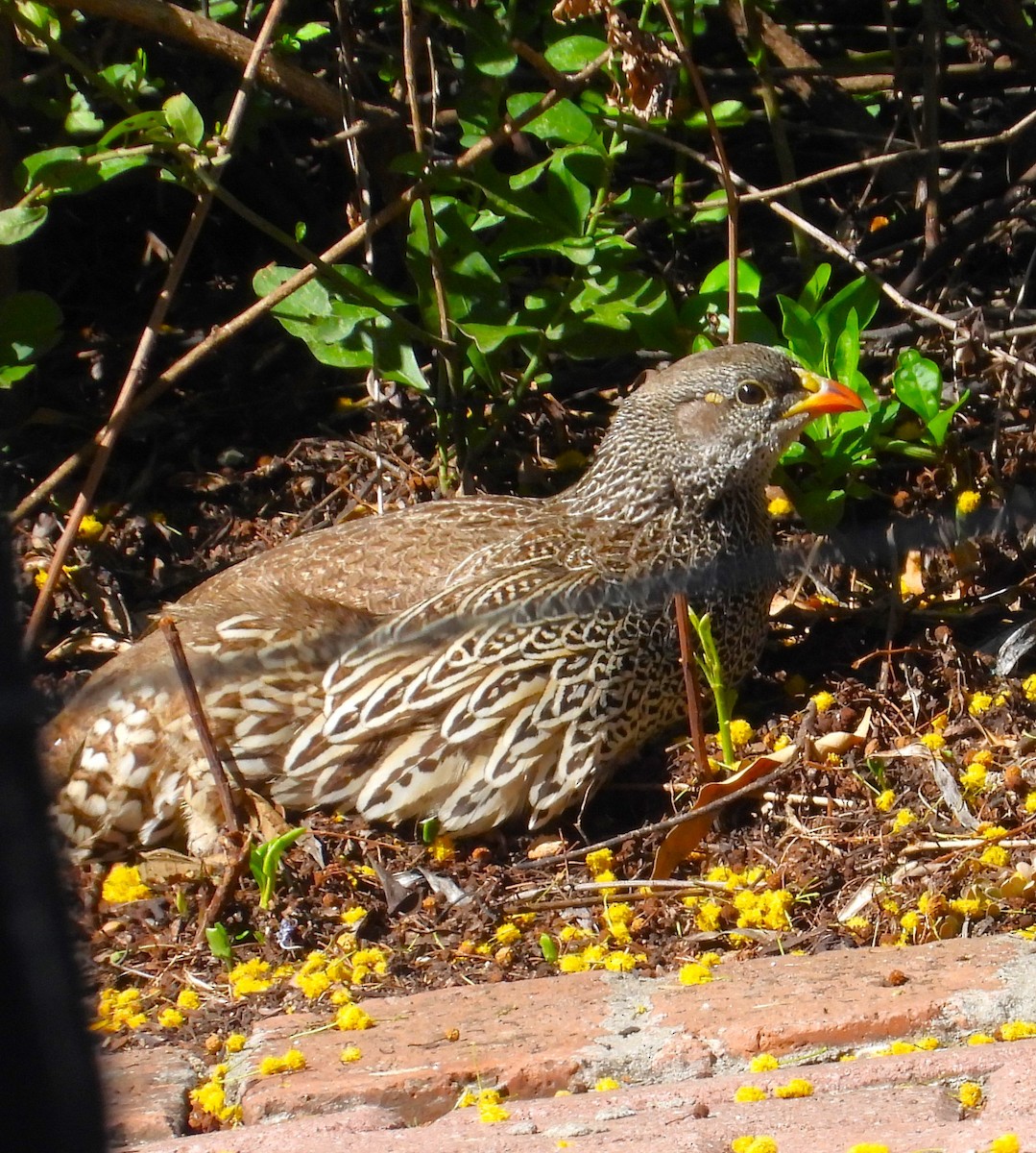 Natal Spurfowl - ML618361159