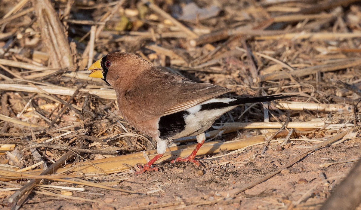 Masked Finch - ML618361187