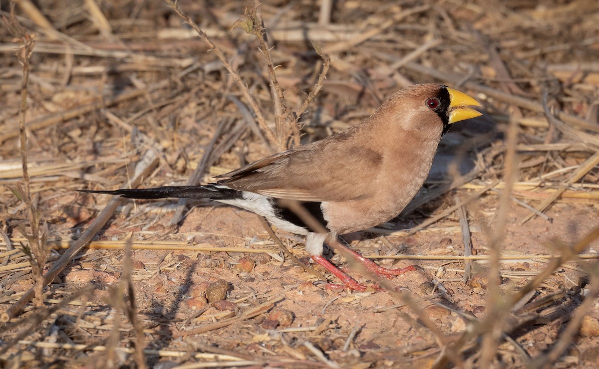 Masked Finch - ML618361188