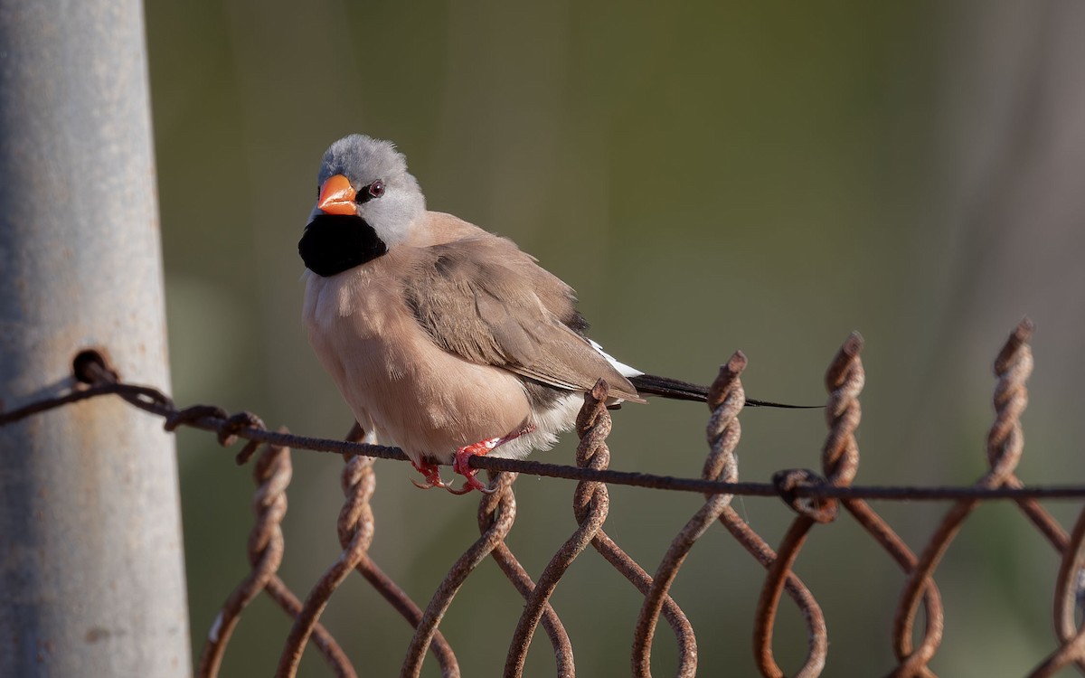 Long-tailed Finch - ML618361193