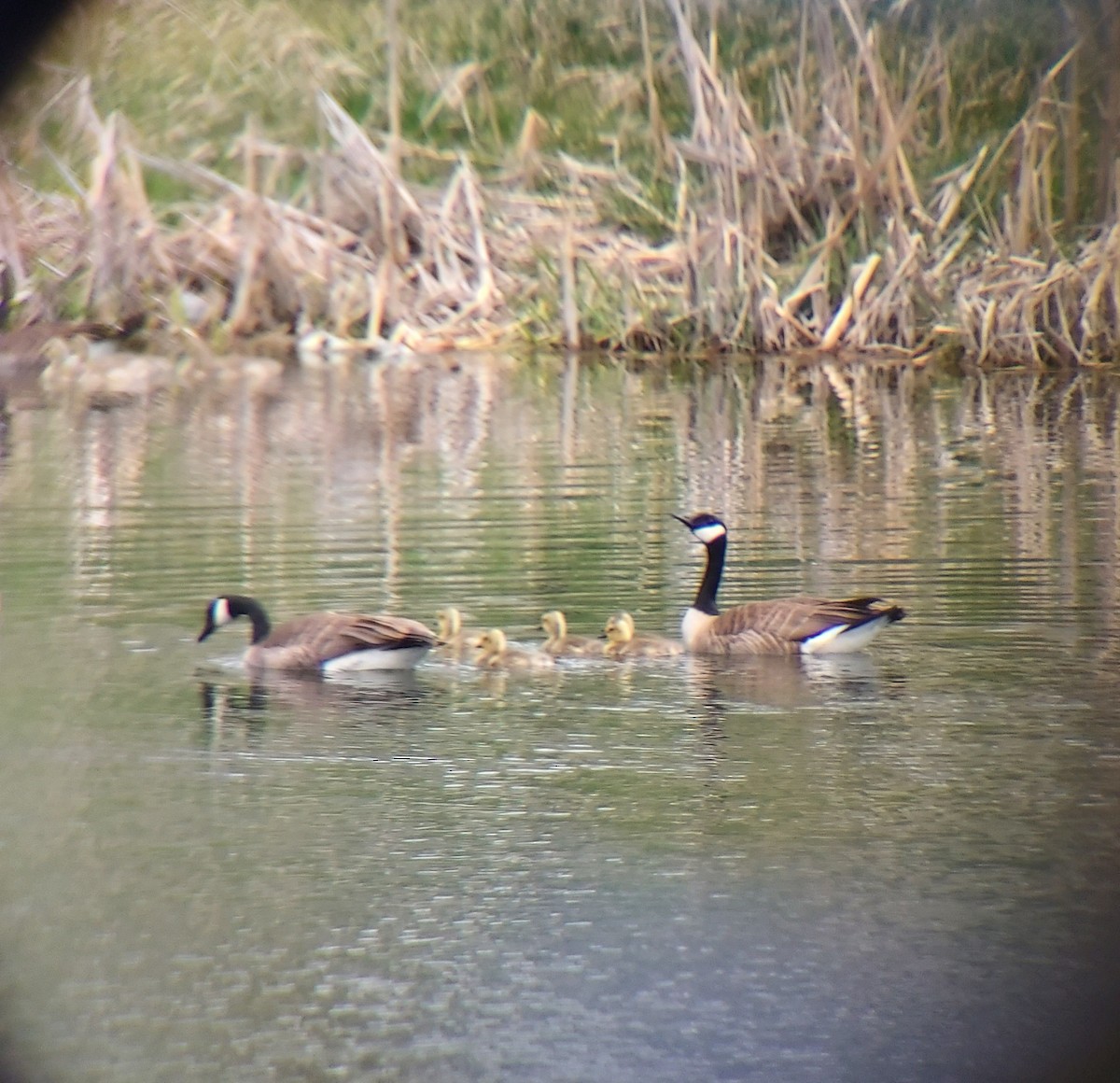 Canada Goose - ML618361226