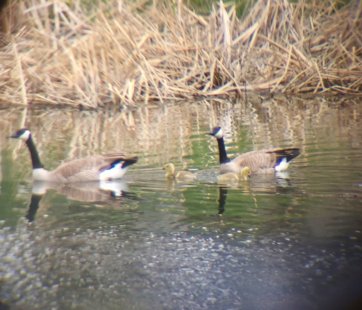 Canada Goose - ML618361243