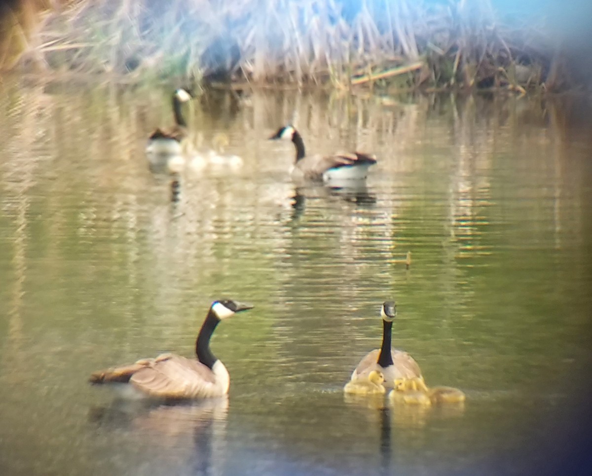 Canada Goose - ML618361258