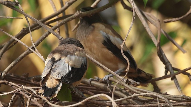 Rufous Treepie - ML618361292