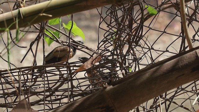 Rufous Treepie - ML618361294