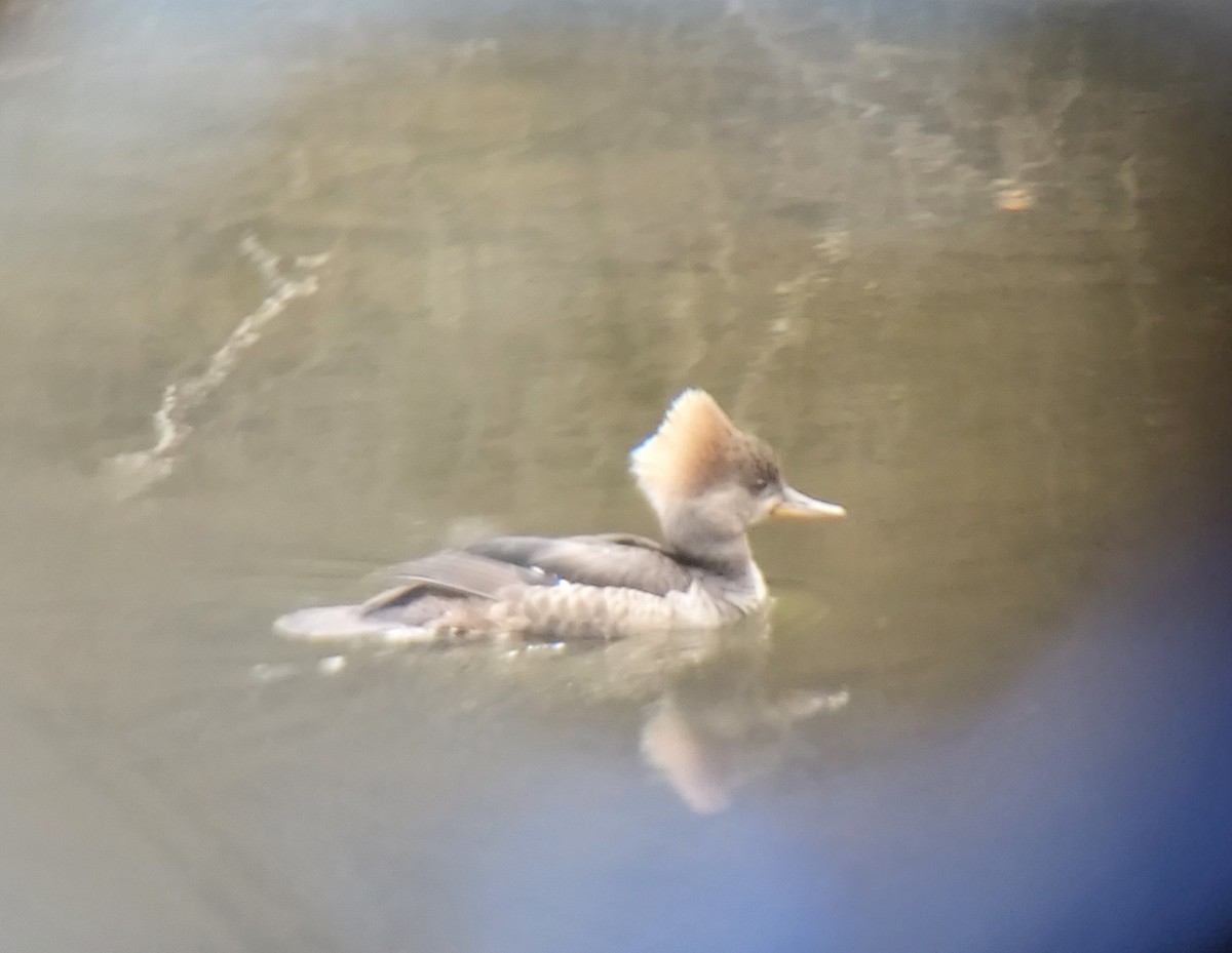 Hooded Merganser - ML618361302