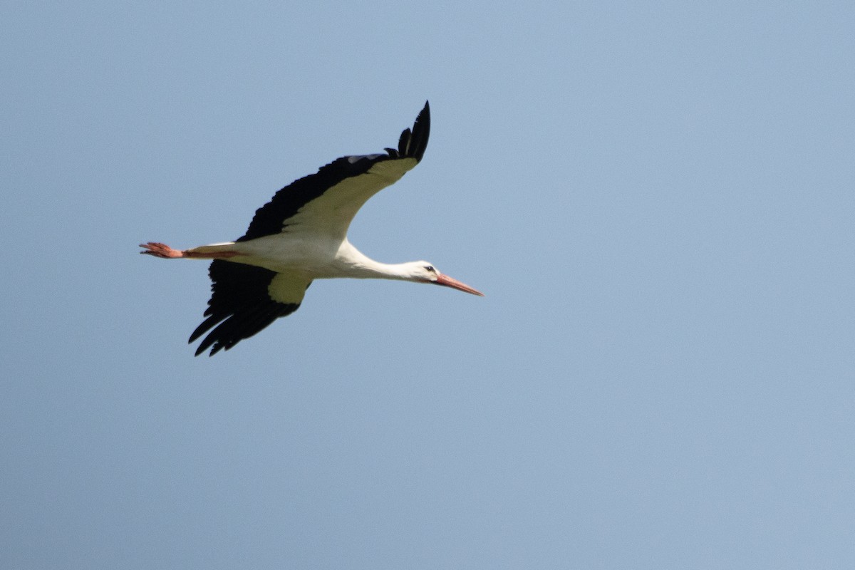 White Stork - Letty Roedolf Groenenboom