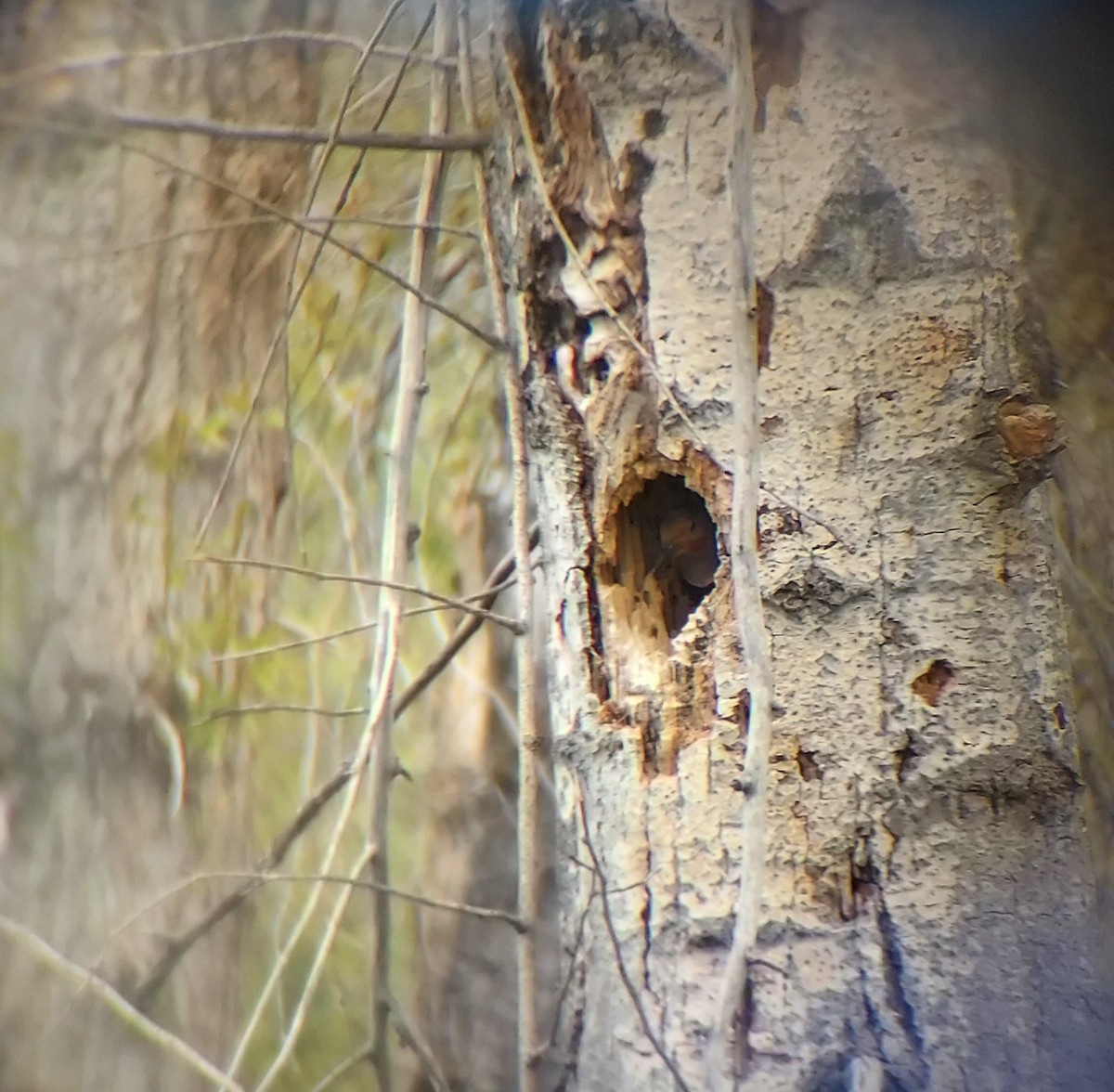 Northern Flicker - Sierra Fleischmann