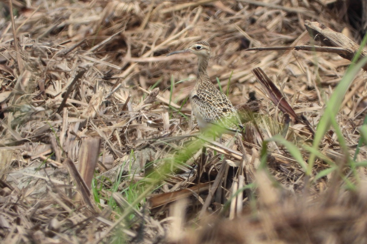 Little Curlew - HsuehHung Chang