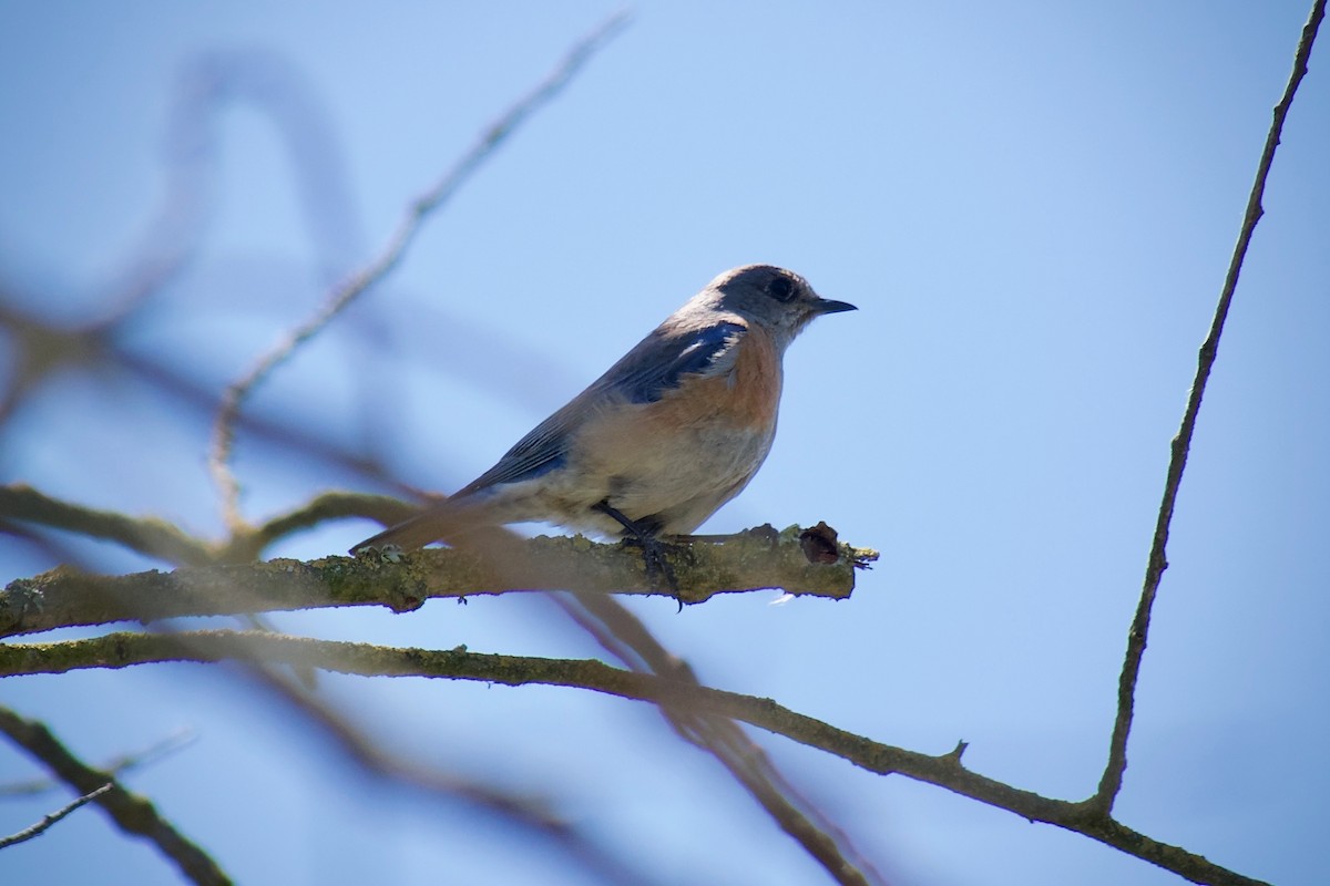 Western Bluebird - Richard Bradus