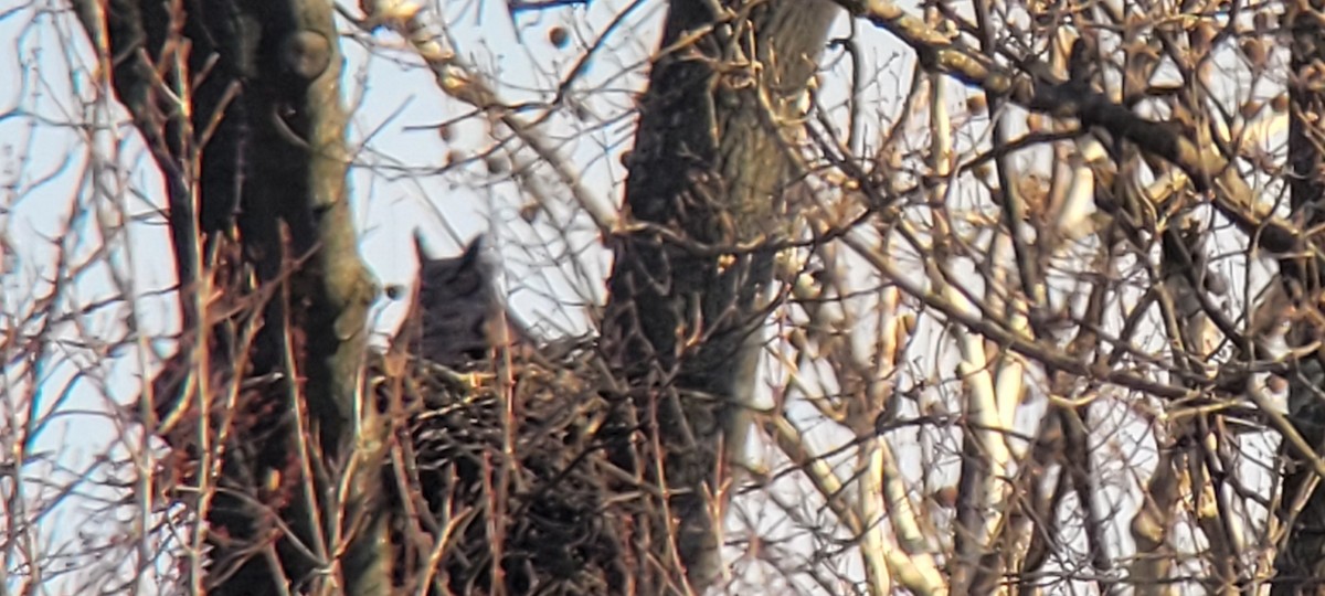 Great Horned Owl - Marisa Rositol