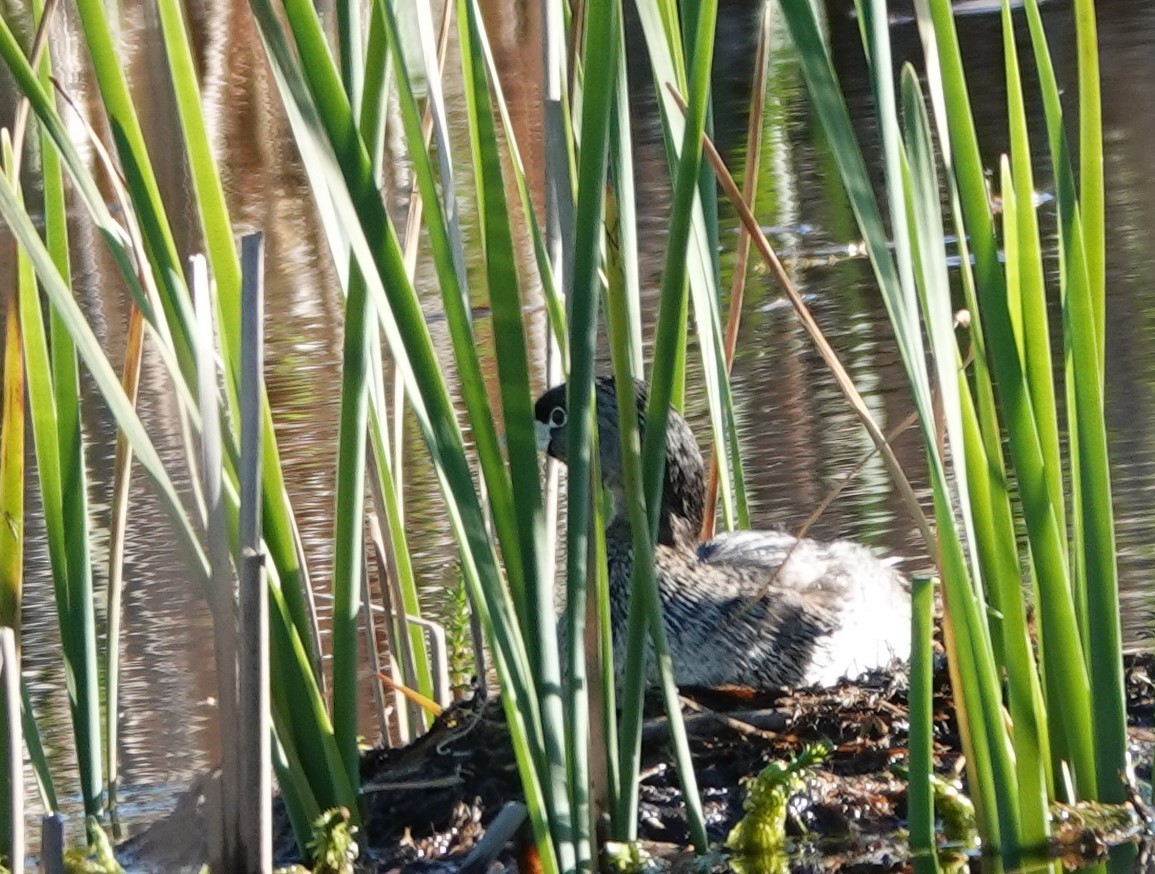 Pied-billed Grebe - franci Holtslander