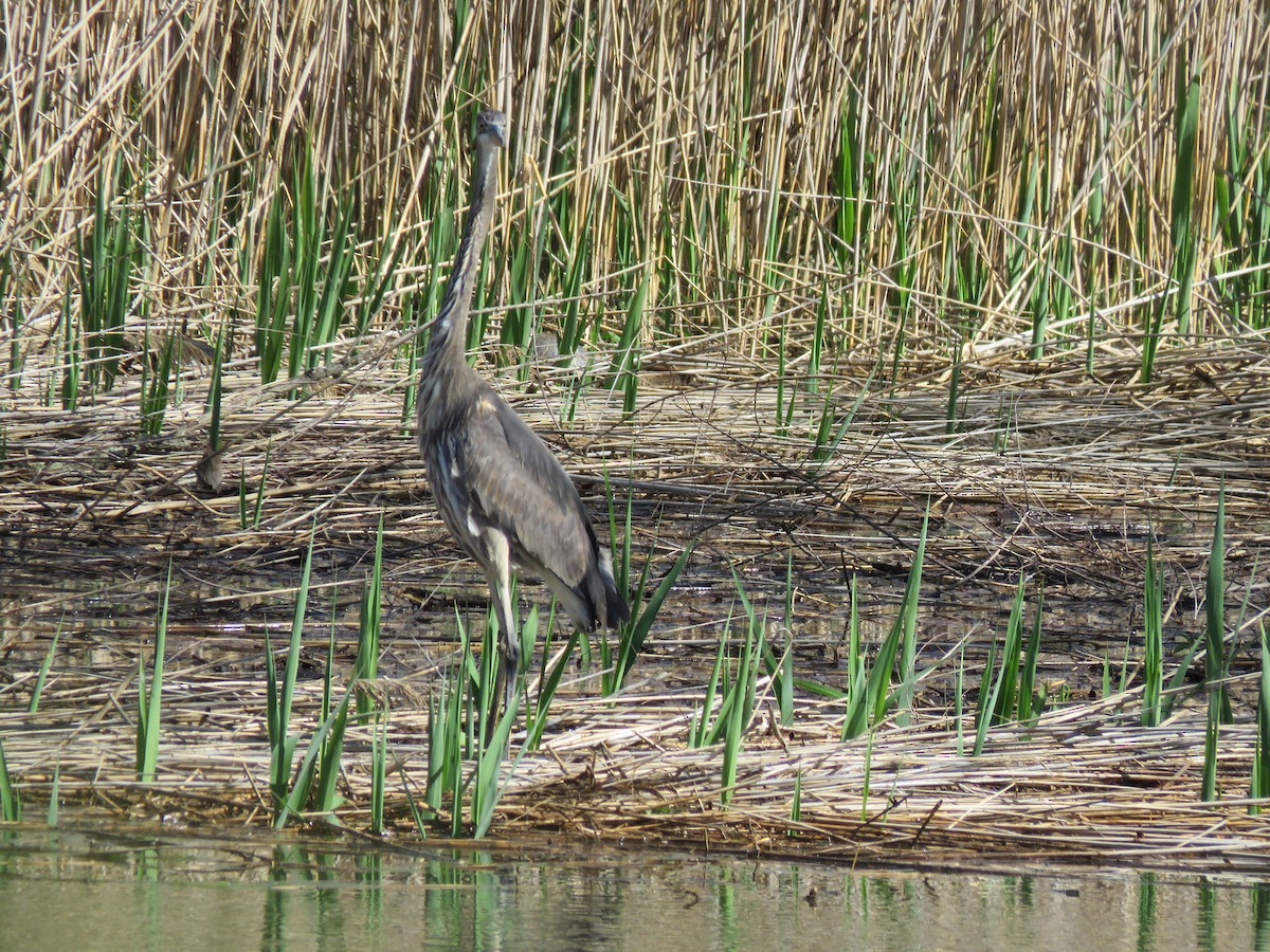 Great Blue Heron - ML618361391