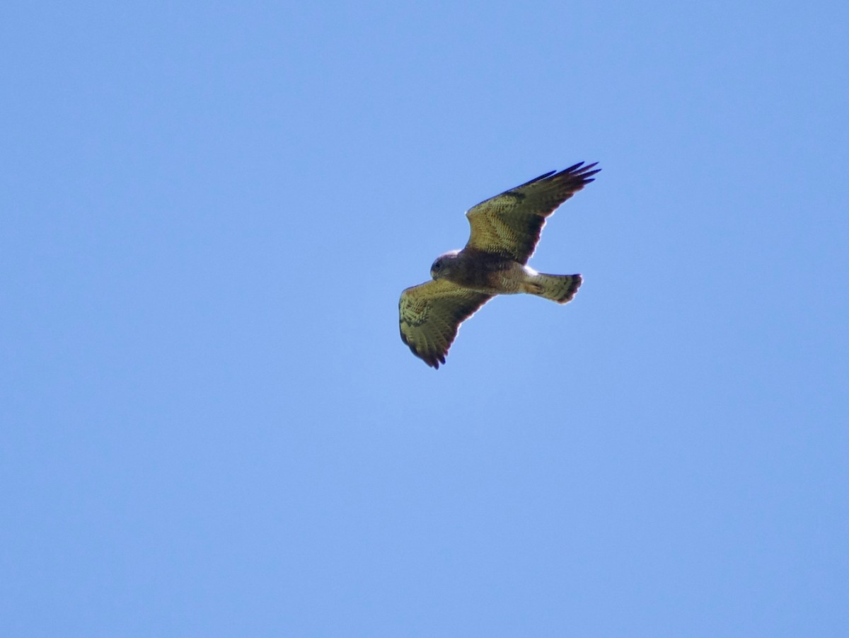 Swainson's Hawk - Richard Bradus